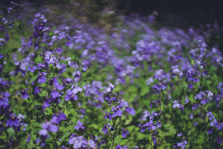 Purple Flower Radish A field of Murasaki Hanana flowers in full bloomの写真素材