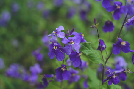 Purple Flower Radish A field of Murasaki Hanana flowers in full bloomの写真素材