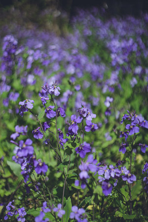 Purple Flower Radish A field of Murasaki Hanana flowers in full bloomの写真素材