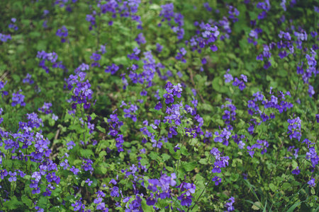 Purple Flower Radish A field of Murasaki Hanana flowers in full bloomの写真素材