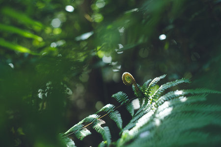 Spring forest trail Fern sproutsの写真素材
