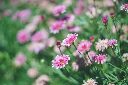 Chrysanthemum family flower garden beds,Gardeningの写真素材