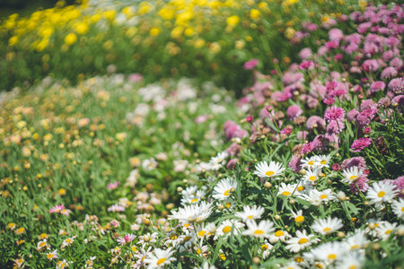Chrysanthemum family flower garden beds,Gardening