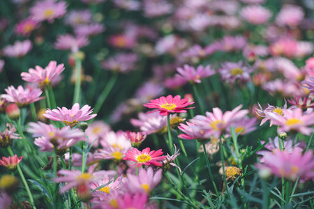 Chrysanthemum family flower garden beds,Gardening