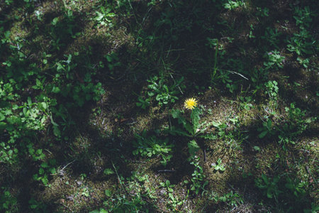 Yellow dandelion flowers blooming in the fieldの写真素材