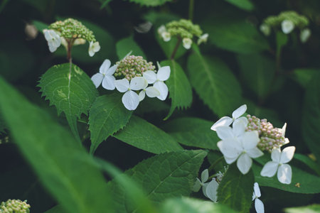 Hydrangea flowers beginning to bloom before the rainy season