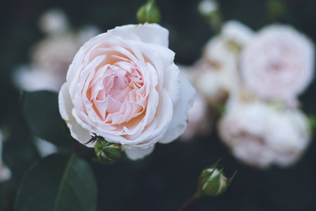 Beautiful white rose flower in garden, vintage color tone style.の写真素材