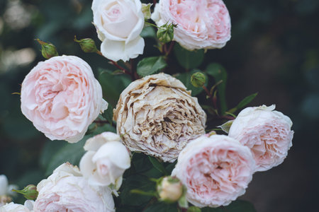 Beautiful pink roses in the garden, vintage toned image.の写真素材