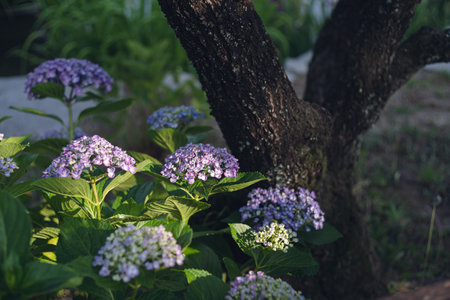 Hydrangea macrophylla or Hydrangea macrophyllaの写真素材