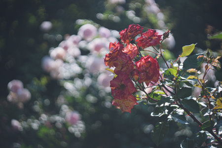 Roses in the garden, Roses are beautiful with a beautiful sunny day.の写真素材