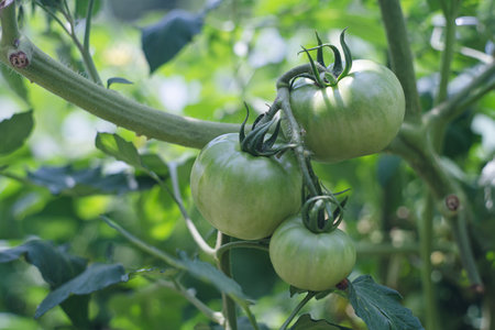 Green tomatoes growing on a branch in the garden. Green tomatoes in the garden.の写真素材