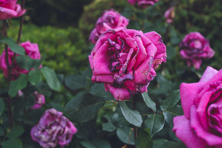 Beautiful roses in the garden, Roses are beautiful with a beautiful sunny day.の写真素材