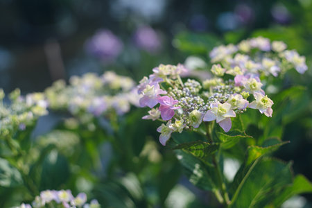 Hydrangea flowers blooming in the garden, selective focus.