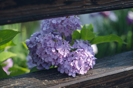 purple hydrangea flowers on a wooden bench in the gardenの写真素材