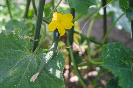 Cucumber plant with flower and green leaves in the garden.の写真素材