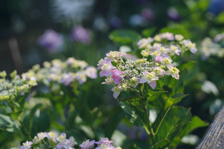 Hydrangea flowers blooming in garden. Hydrangea macrophyllaの写真素材