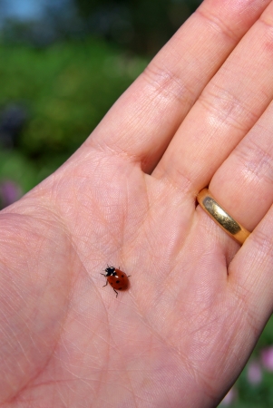 Ladybird  ladybug の写真素材