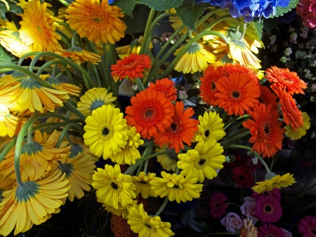 Gerberaの写真素材