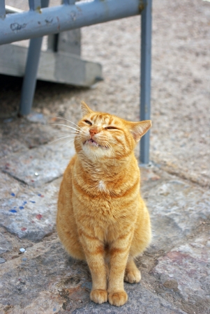 A cat in Hydra Island, Greeceの写真素材