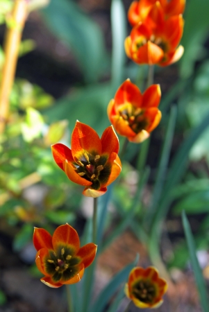 tulipsの写真素材