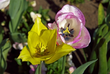 tulipsの写真素材