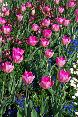 Tulipsの写真素材