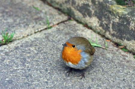 Robinの写真素材