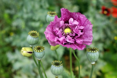 Purple poppyの写真素材