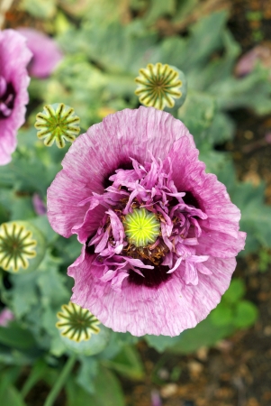 Purple poppyの写真素材