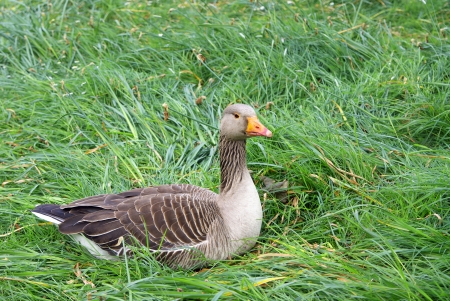 Greylag Gooseの写真素材