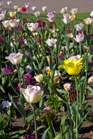 Tulipsの写真素材