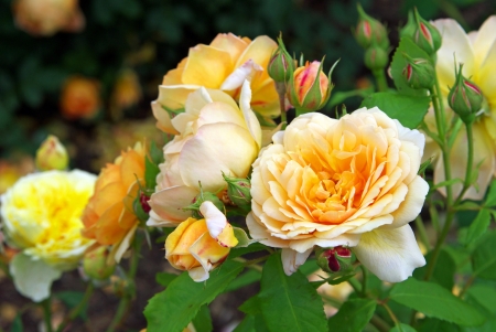 Pale orange rosesの写真素材