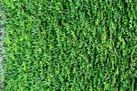 Green grass texture background. Top view of green grass texture background.