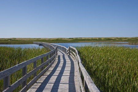 Wooden boardwalk leading from a bed of reeds across a lake under a blue sky.の写真素材