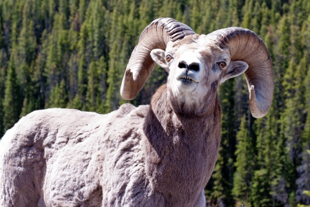 Rocky Mountain bighorn ram posing against a background of coniferous treesの写真素材