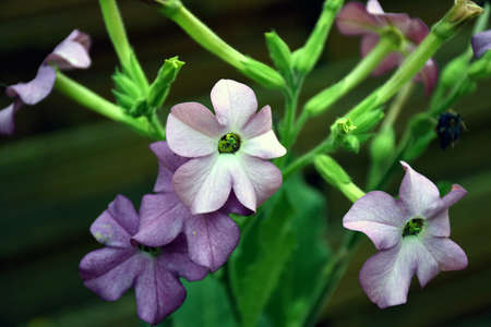 Blooming flowersの写真素材