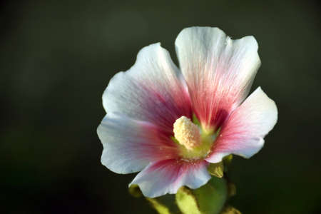 Blooming flowerの写真素材