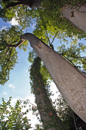 Tree in the Natural Park Monasterio de Piedra in Zaragoza, river stone (Spain)の写真素材