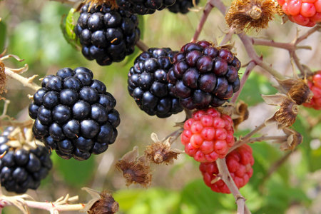 Blackberry (Rubus ulmifolius)の写真素材