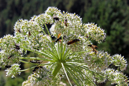 Community insect on a plant