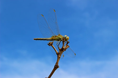Dragon-Fly (Anisoptera) on a branch of orange