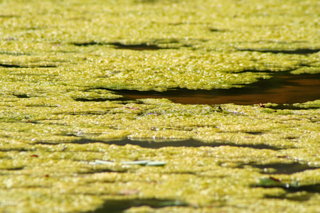 green algae in the lake