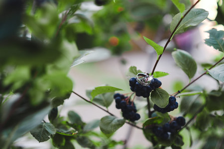 Berries of a black chokeberry on a branch in the gardenの写真素材