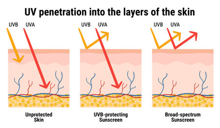 UV penetration into the layers of the skin. Infographic of sunscreen protection against UVA, UVB...