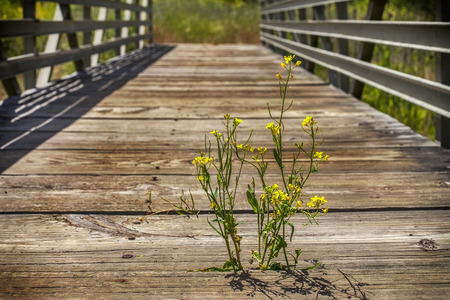 Lonely flower on bridge, Grant Ranch Park, San Jose, Californiaの写真素材