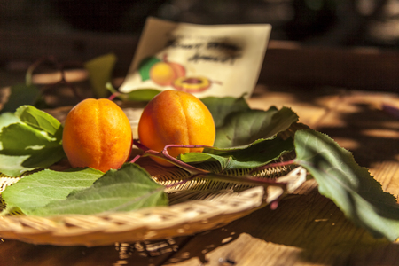 Apricots in Basket, The latest harvest of the seasonの写真素材