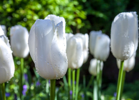 White Tulips in bloom at a formal garden located in San Francisco, California.の写真素材