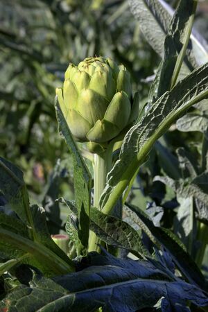 Artichoke Harvest, CASTROVILLE, CA âJanuary 20, 2009: An image of an artichoke waiting to be harvested in a Castroville, California field. Castroville is Americaâs leading Artichoke producing region.の写真素材