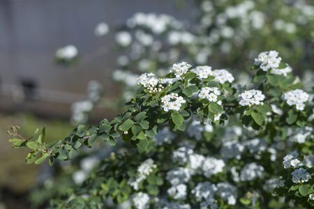 Flower Garden, SAN FRANCISCO, CA â March 19, 2016: An image of flowers in a botanical garden located in San Franciscoâs Golden Gate park.の写真素材