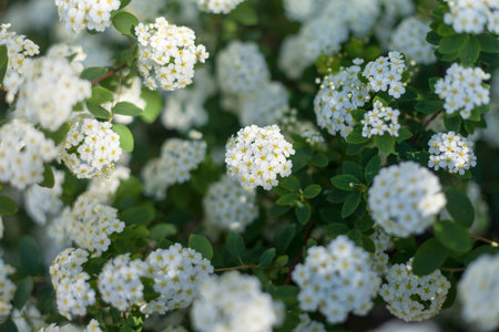 Flower Garden, SAN FRANCISCO, CA â€“ March 19, 2016: An image of flowers in a botanical garden...